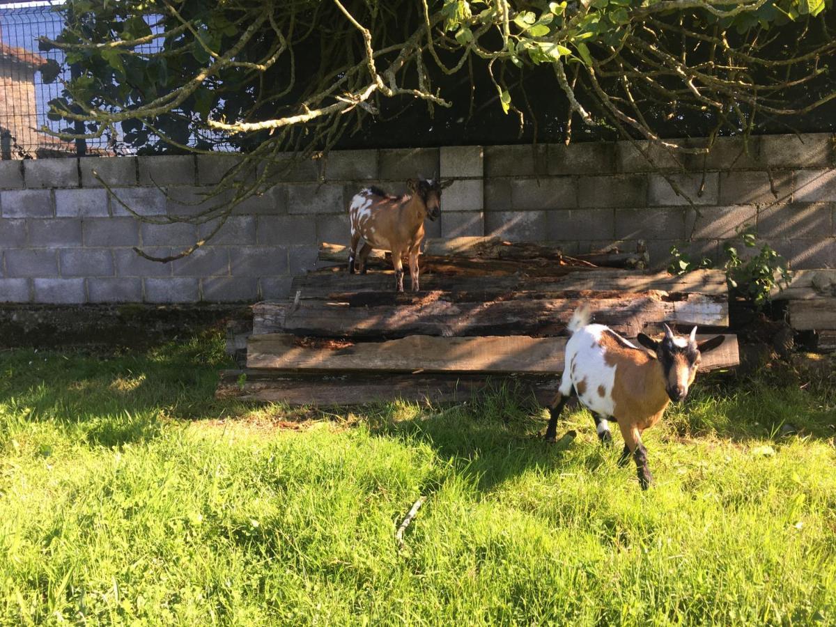 Pensjonat Ak-55 Rural House Villaviciosa  Zewnętrze zdjęcie